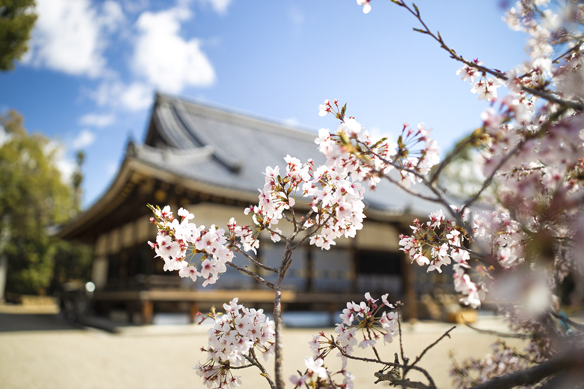 京都-仁和寺-桜