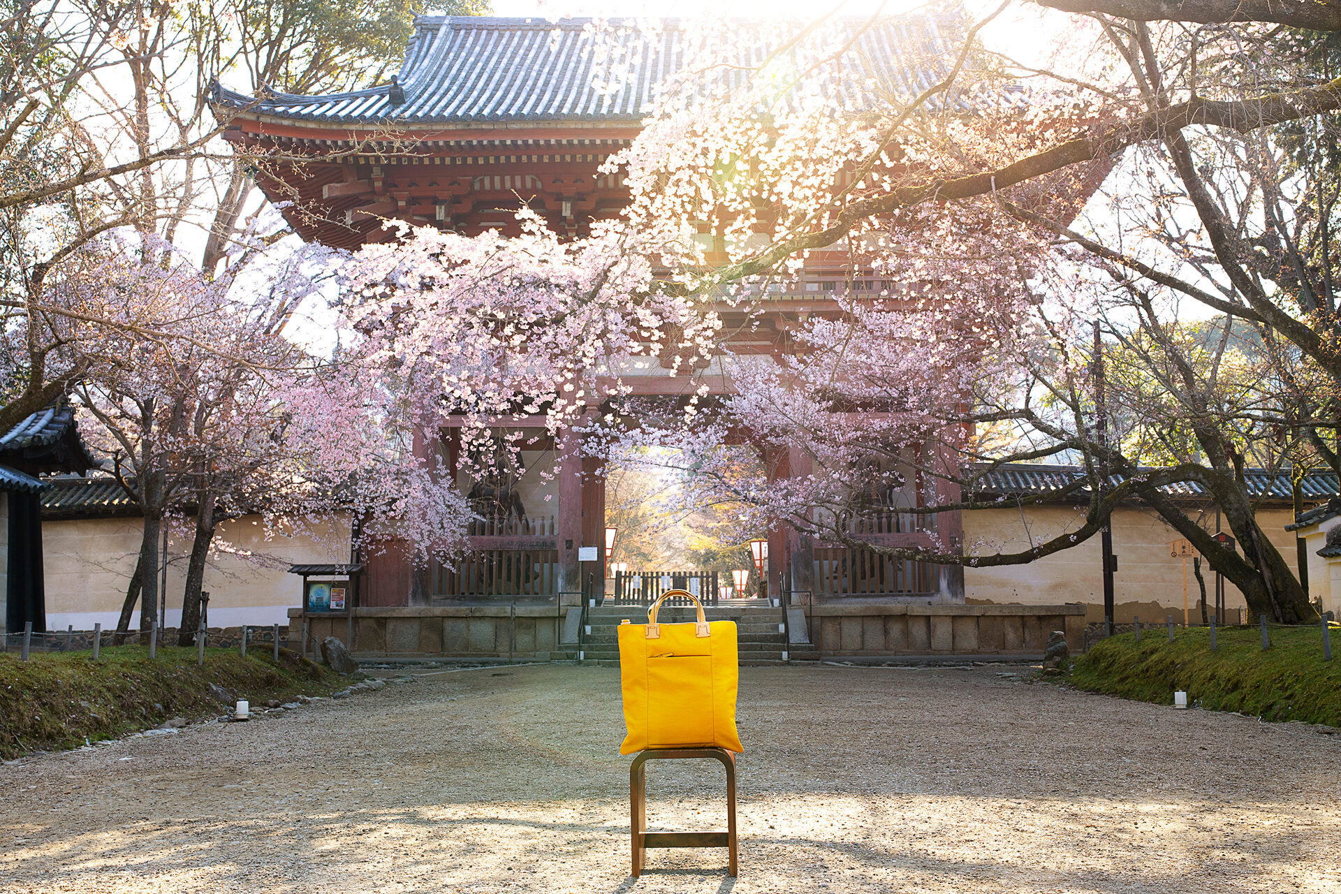 京都　醍醐寺　桜