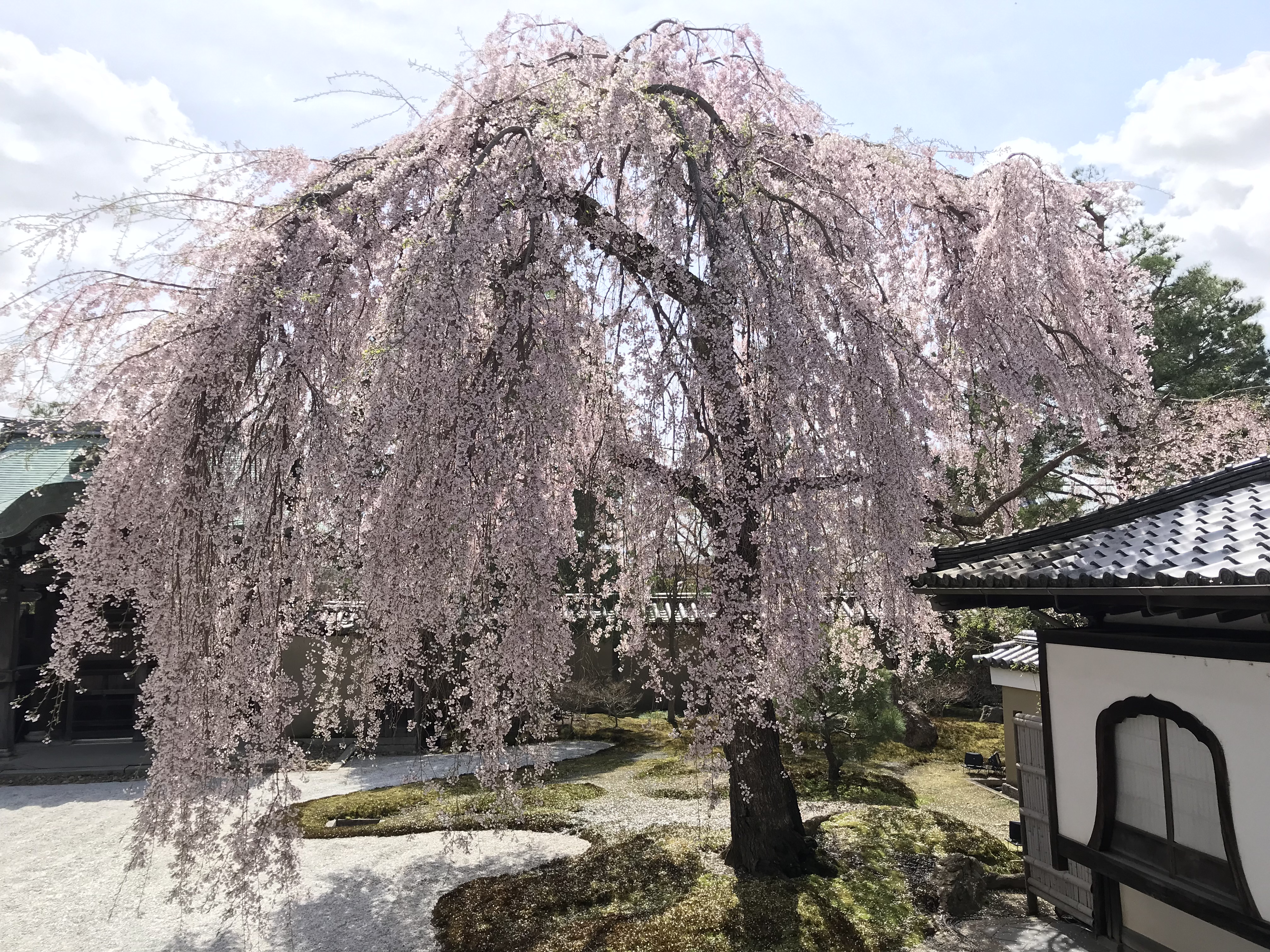 高台寺　枝垂れ桜