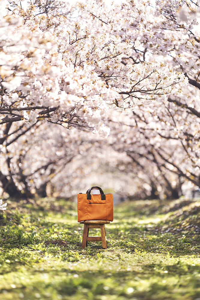 京都　御室桜