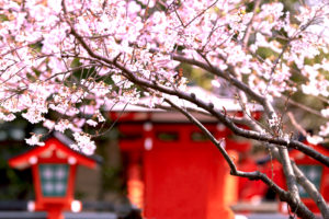 車折神社 桜