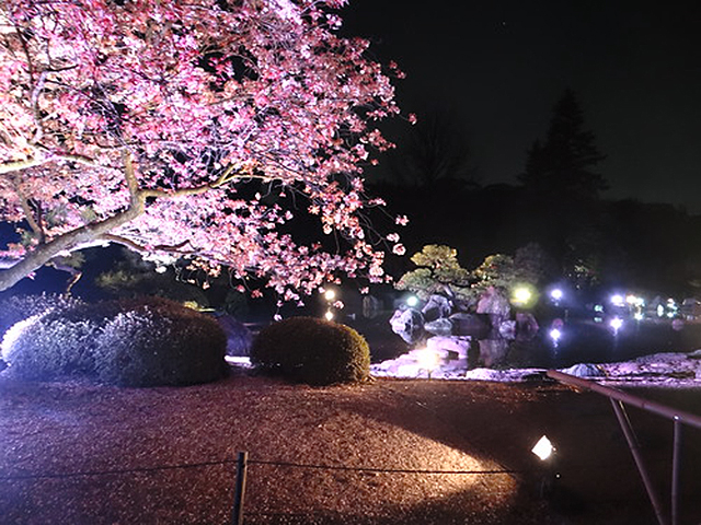 二条城　桜ライトアップ