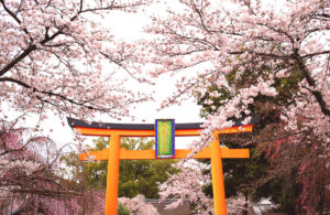 平野神社　桜花祭