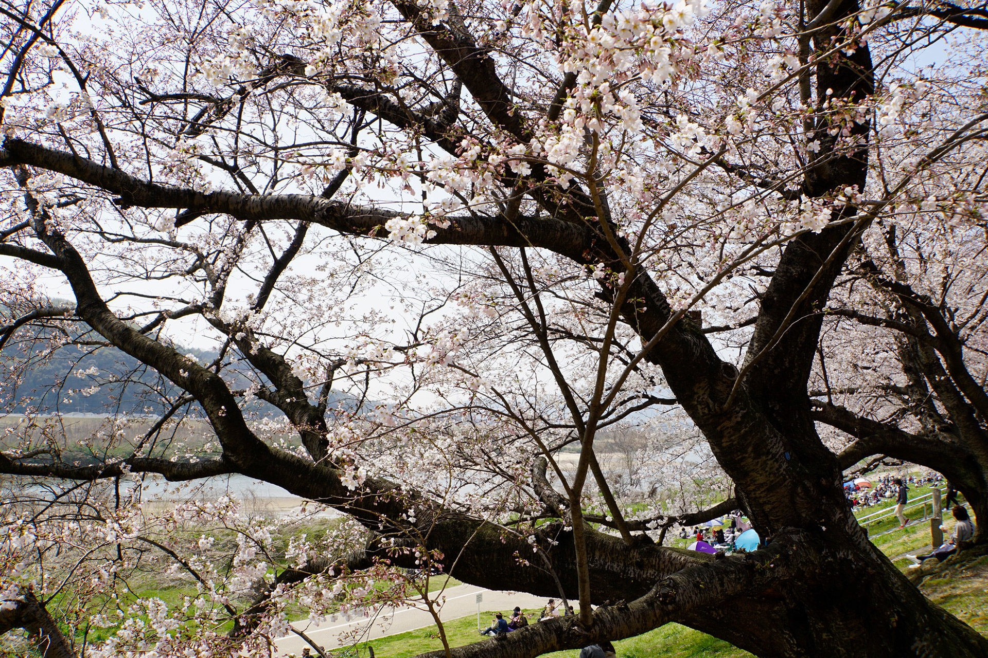 京都-さくらであい館-桜