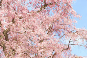 京都-しだれ桜
