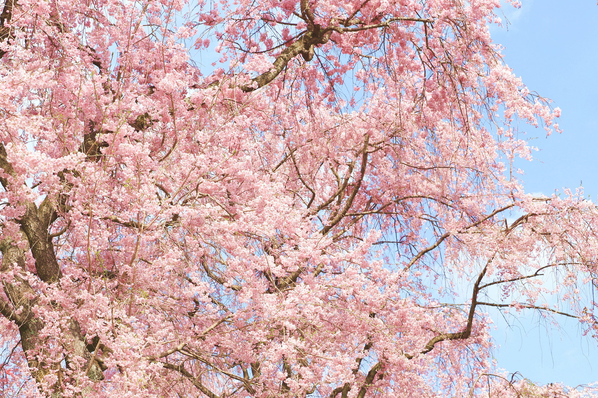 京都-しだれ桜