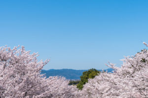 京都-ロープウェイ-桜