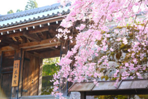 京都-三千院-桜