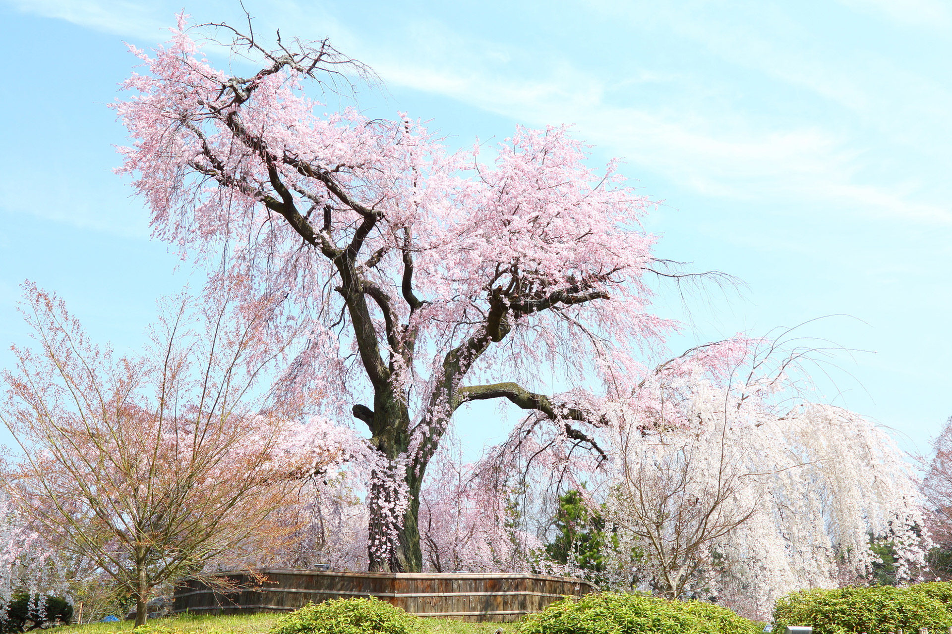 京都-丸山公園-桜