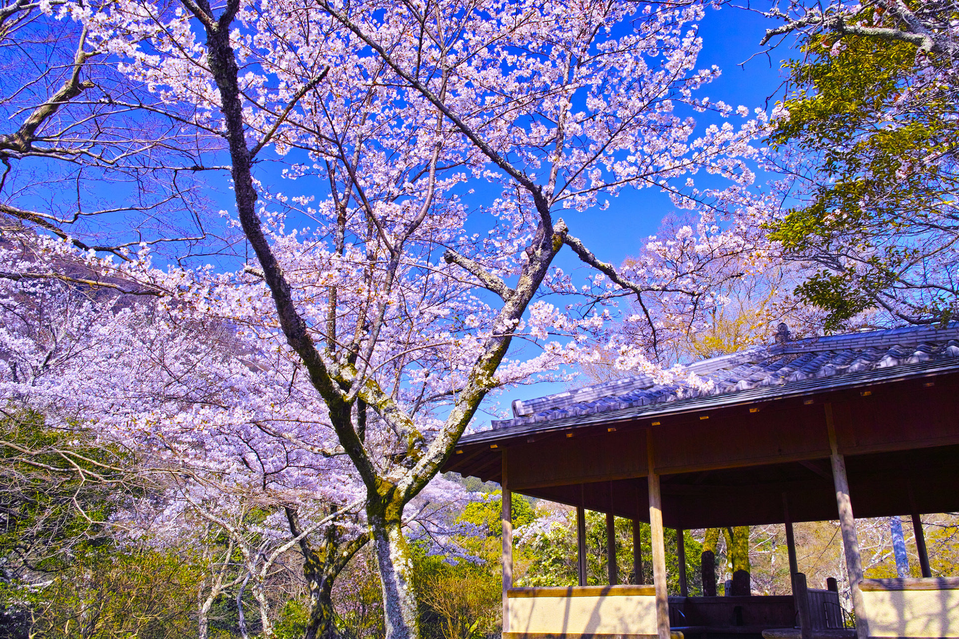 京都-亀山公園-桜