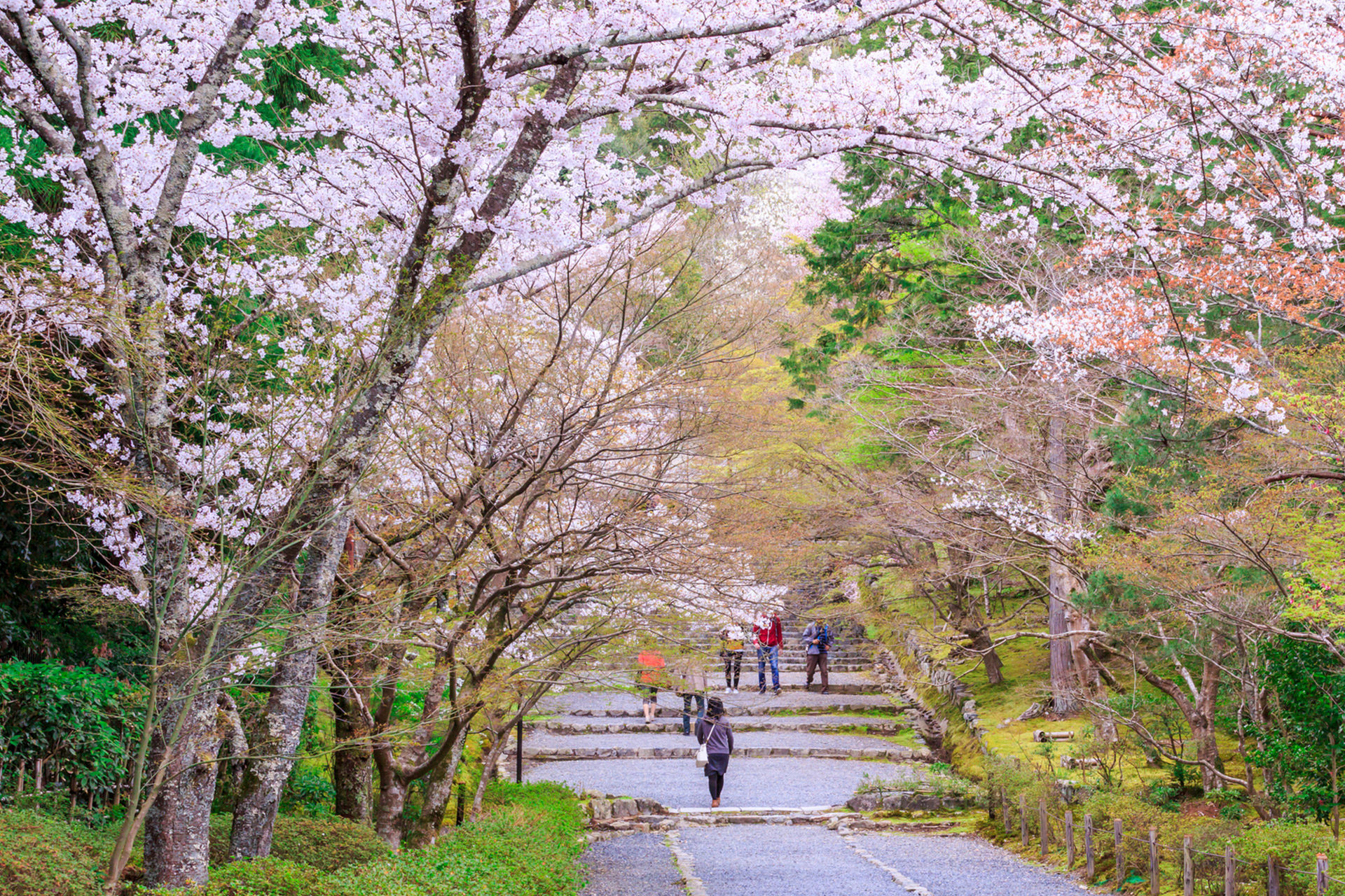 京都-二尊院-桜