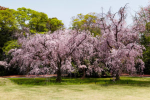 京都-二条城-しだれ桜