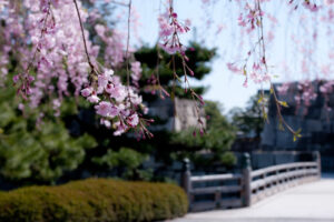 京都-二条城-桜