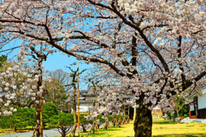 京都-二条城-桜-イメージ