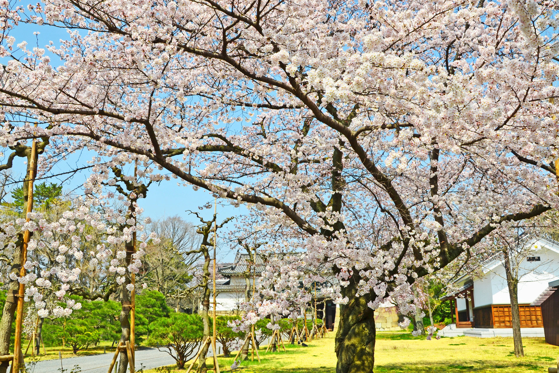 京都-二条城-桜