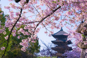 京都-五重塔-早朝桜