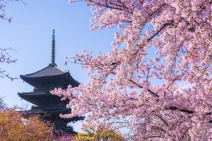 京都-五重塔-桜