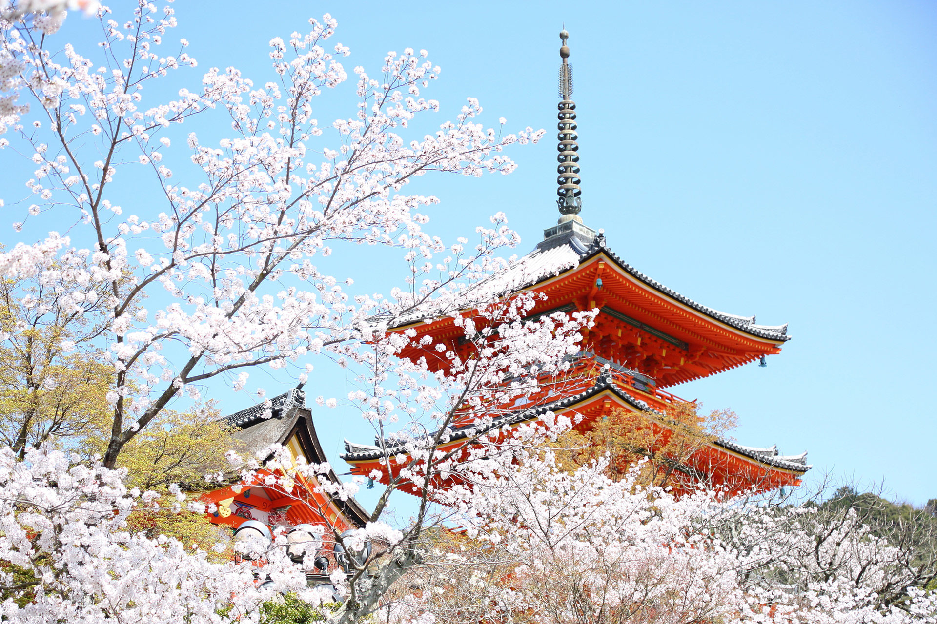 京都　仁和寺　五重塔と桜