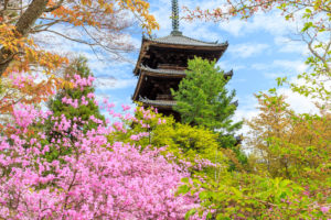 京都-仁和寺-イメージ