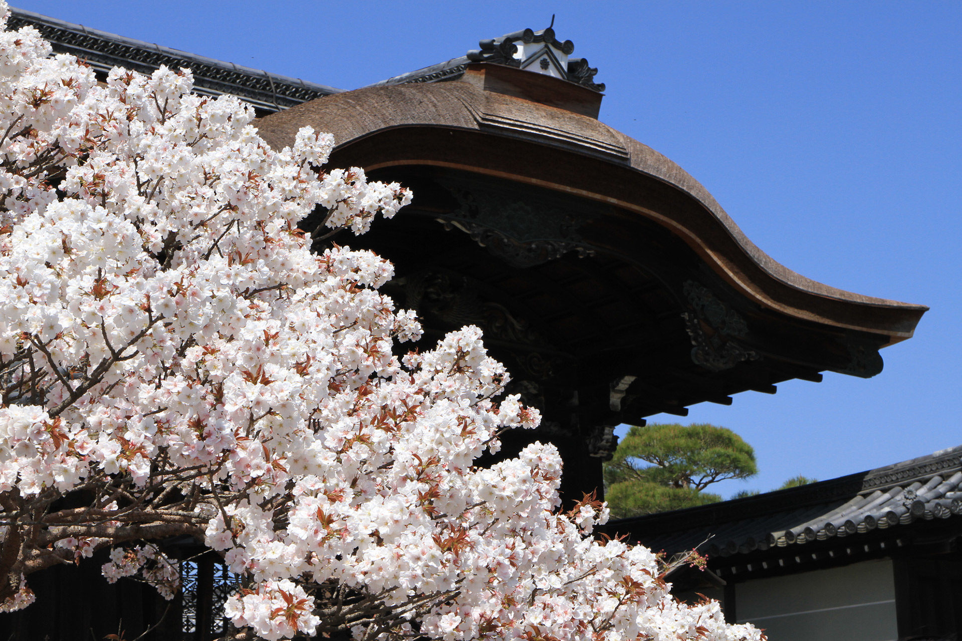 日本の桜の名所が多く集まる京都。2023年の見頃はいつ頃になる
