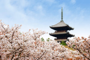 京都-仁和寺-桜-イメージ