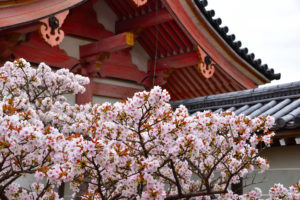京都-仁和寺-桜-風景
