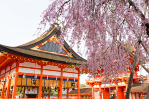 京都-伏見稲荷-桜
