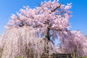 京都-円山公園-桜