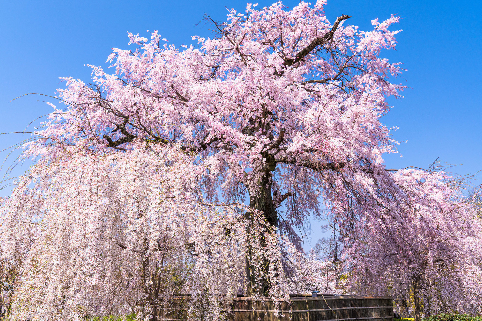 京都-円山公園-桜