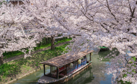 京都-十石舟-桜