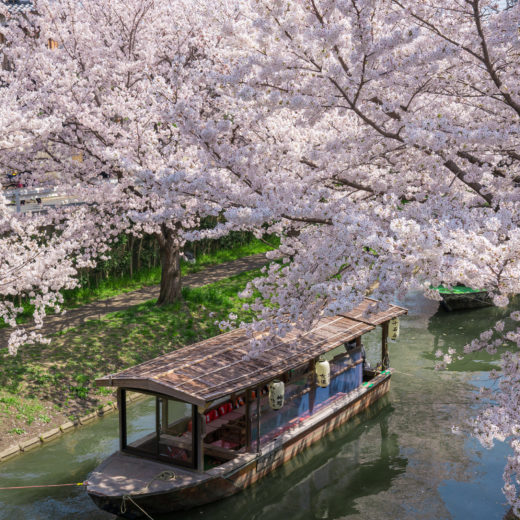 京都-十石舟-桜
