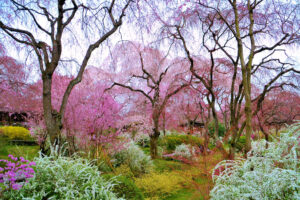 京都-原谷苑-しだれ桜