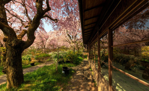 京都-原谷苑-桜