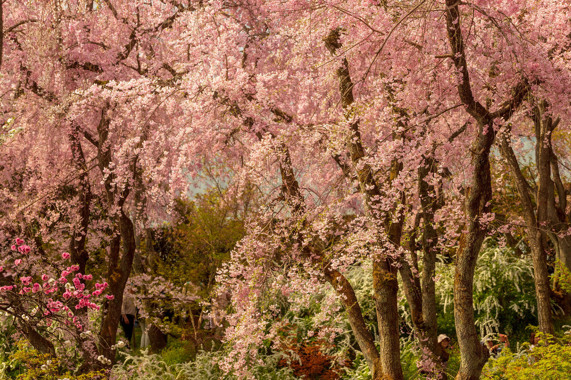 京都-原谷苑-桜