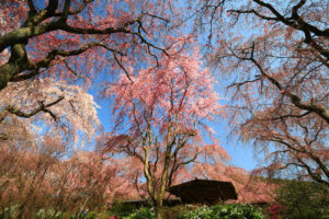 京都-原谷苑-桜-イメージ