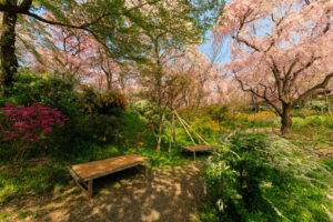 京都-原谷苑-桜-イメージ