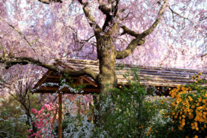 京都-原谷苑-桜-景色