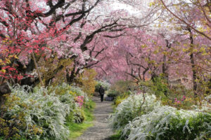 京都--原谷苑-桜-道