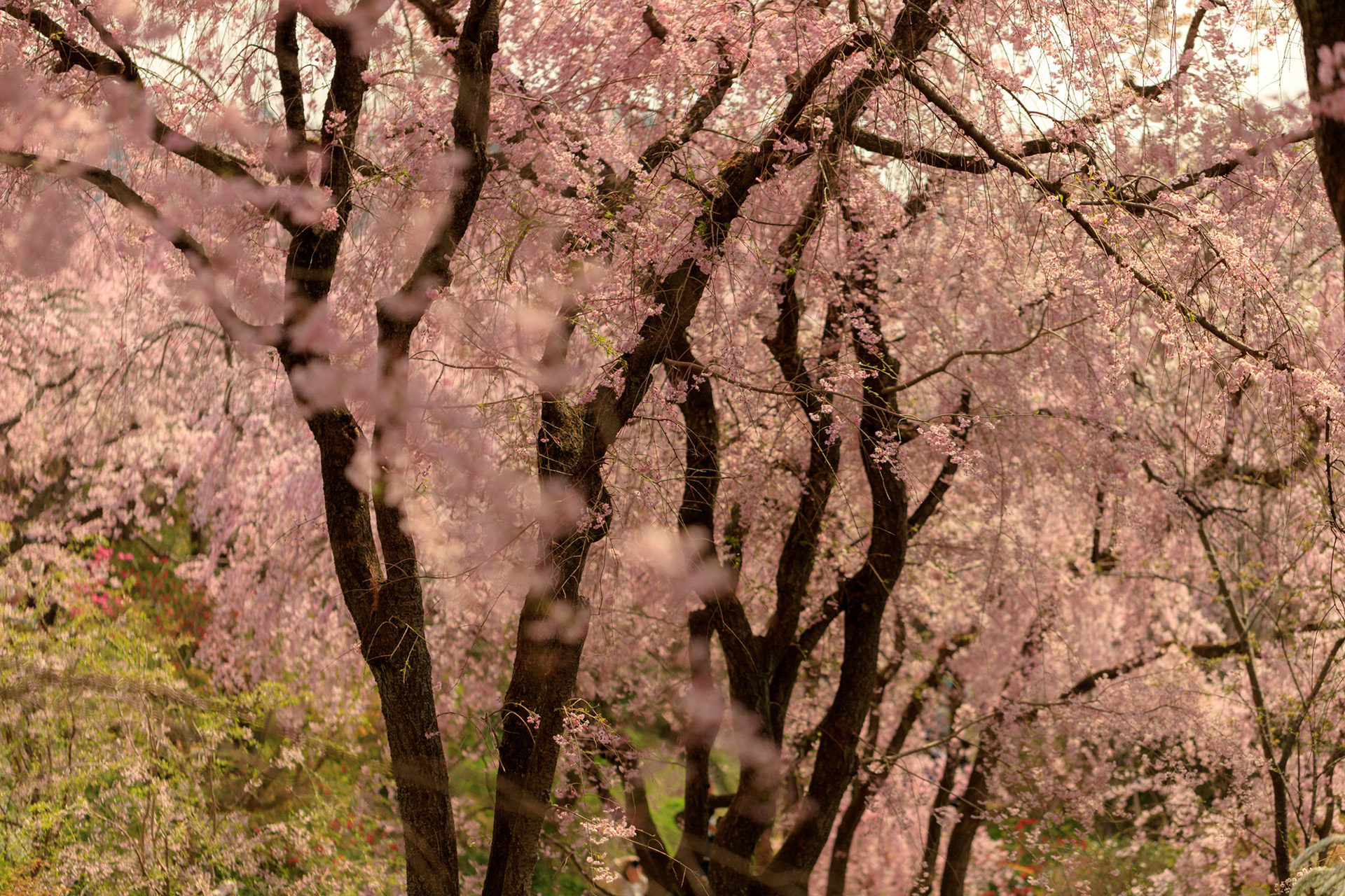 京都-原谷苑-桜-風景