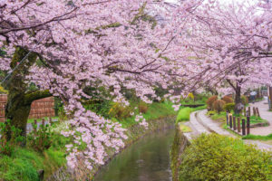 京都-哲学の道-桜