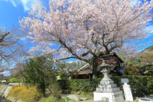 京都-哲学の道-桜-イメージ