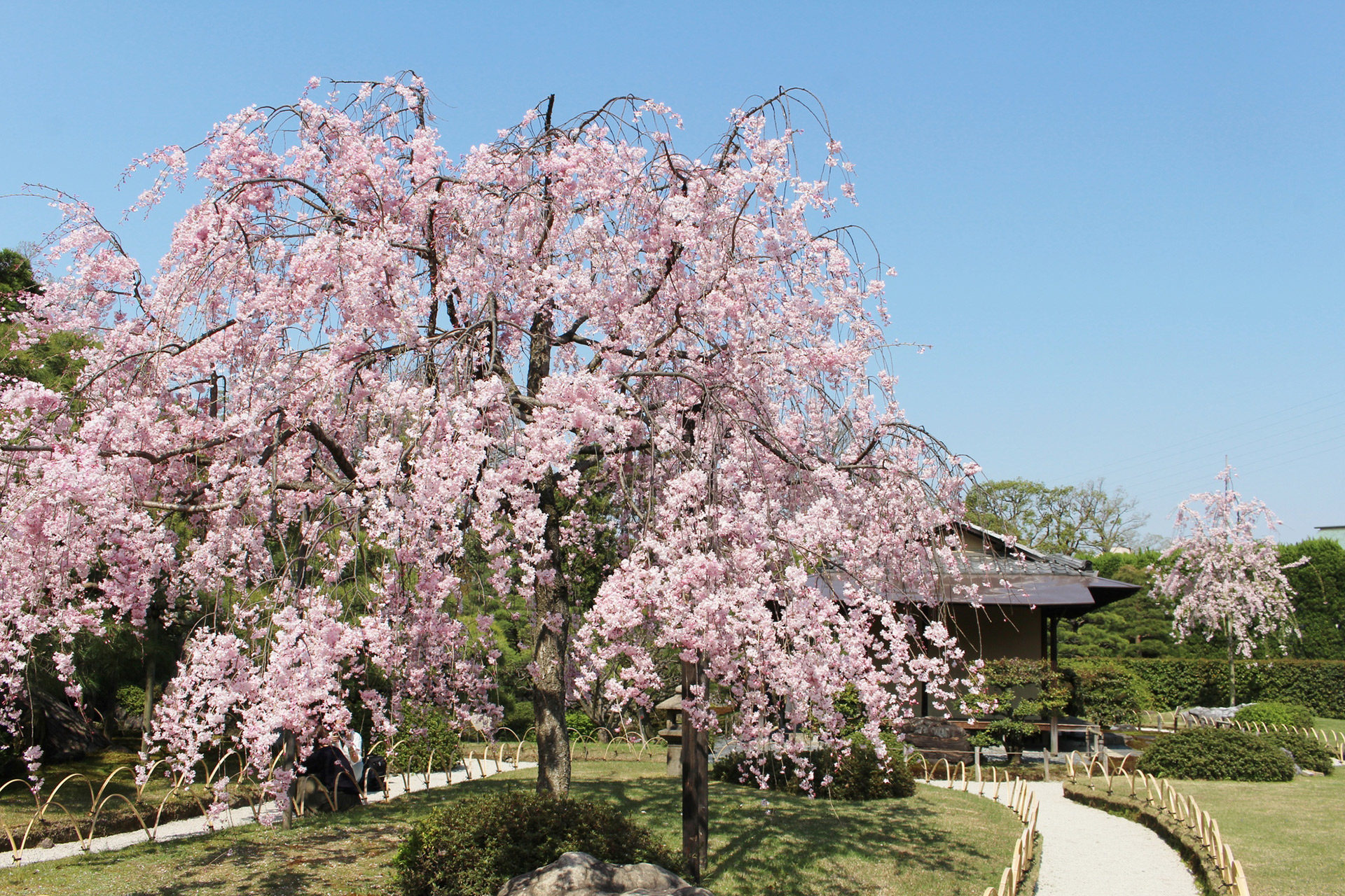 京都-城南宮-桜