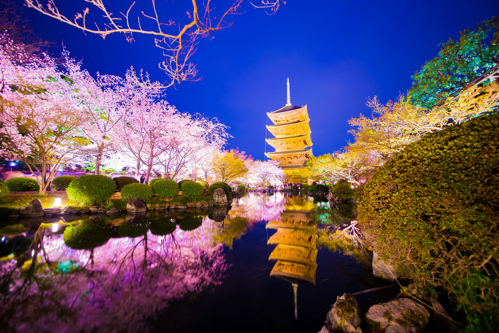 京都-夜桜-イメージ