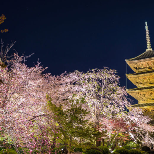 京都-夜桜-スポット