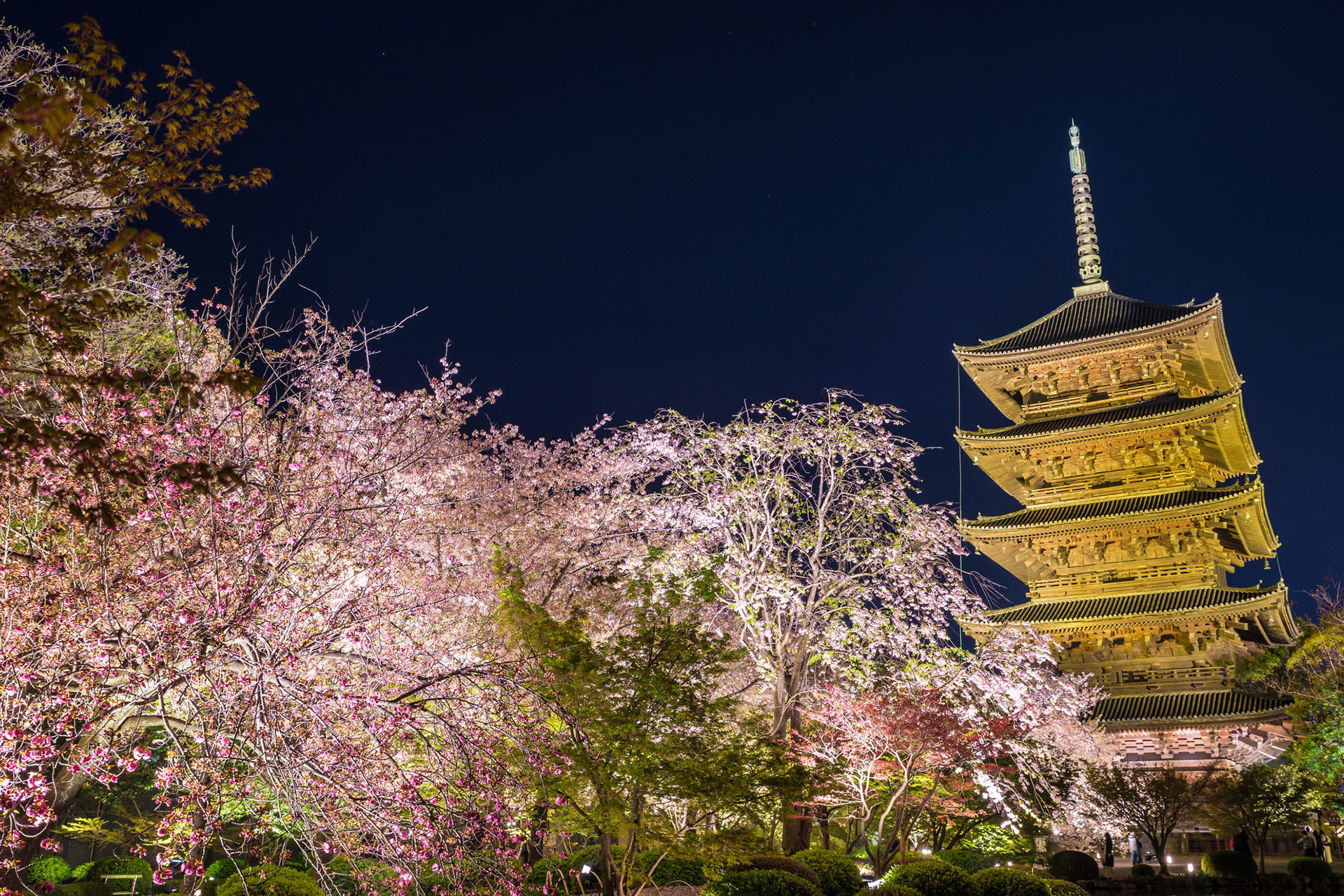 京都-夜桜-スポット