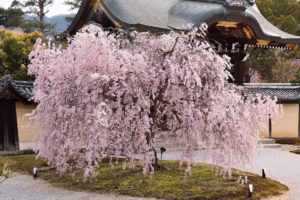 京都-大本山大覚寺-桜