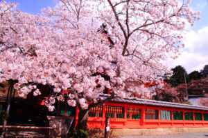 京都-天台宗-桜
