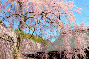 京都-天龍寺-桜