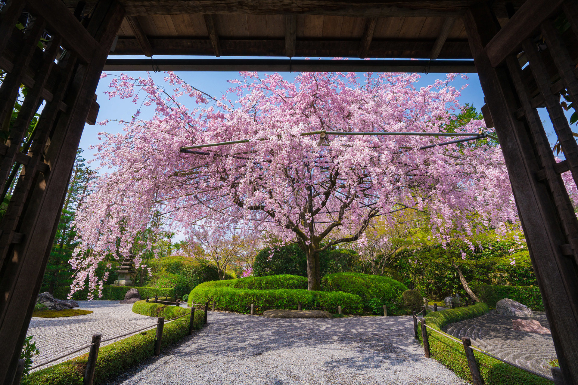 京都-妙心寺-退蔵院-桜