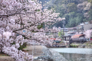 京都-宇治川-桜